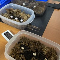 孵化予定カナヘビ赤ちゃん