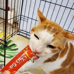 ６月５日第３３回パニャリンピック&にゃスターズ―障害猫さん＋シニア猫さんの譲渡会 サムネイル2