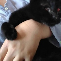 ６月５日第３３回パニャリンピック&にゃスターズ―障害猫さん＋シニア猫さんの譲渡会 サムネイル3