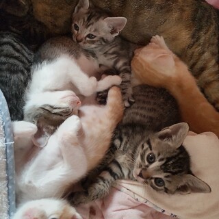 生後1か月の兄弟と母猫☆