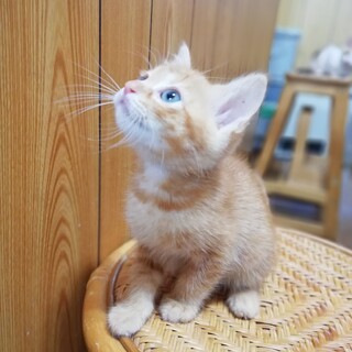 多頭崩壊からのはらからにゃんこ２