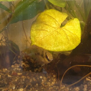 アノマロクロミス・トーマシー三匹の里親募集します。