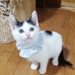 多頭崩壊からのはらからにゃんこ