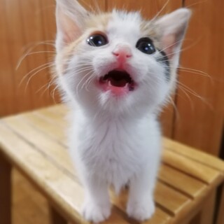 多頭崩壊からのはらからにゃんこ４