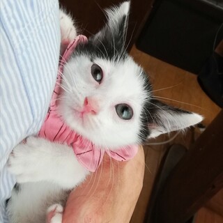 多頭崩壊からのはらからにゃんこ５