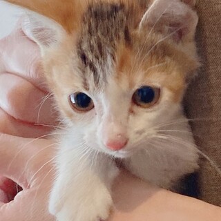 ☆とても可愛い～三毛猫の女の子をもらってください☆