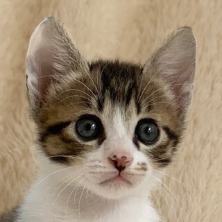 6/19　譲渡会参加予定☆りんたろうくん