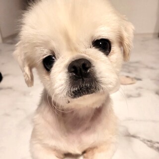 愛嬌たっぷり、穏やかな女の子♪