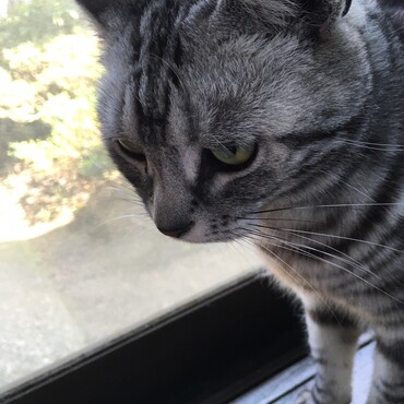 ももちゃん
