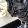 ももちゃん