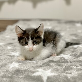 おっとり1ヶ月半の男の子