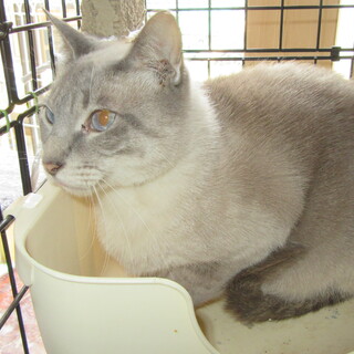 シャムネコ系の男の子シーちゃん　１才位