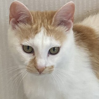 7/17石巻で里親探し会！『むぎ』♂