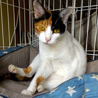 甘えん坊で人懐こい三毛猫♀3歳前後