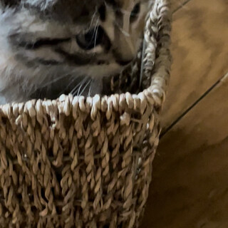 2、シャケちゃんはサビ長毛(カツオ君と兄妹)