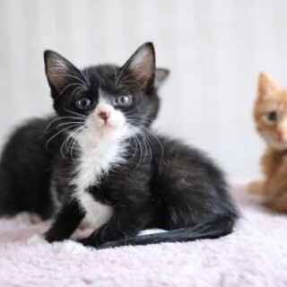 【6/5さいたま市譲渡会参加予定】マスク猫　真