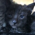 仔猫　子猫貰ってください。生後２ヶ月