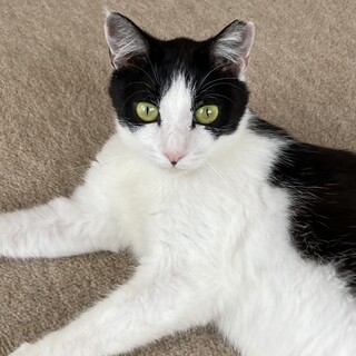 可愛いまるちゃん