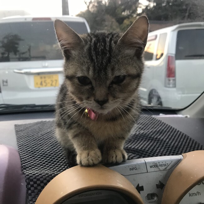 tyatoranのカバー写真