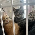 子猫3頭の里親様募集中