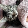 子猫3頭の里親様募集中 サムネイル2
