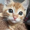 子猫3頭の里親様募集中 サムネイル3