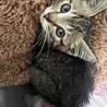 子猫3頭の里親様募集中 サムネイル4