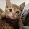 子猫3頭の里親様募集中 サムネイル6