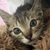 子猫3頭の里親様募集中 サムネイル7