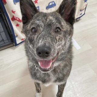 ツンデレ甘えたボーイひろあ♥️野犬にも家族を