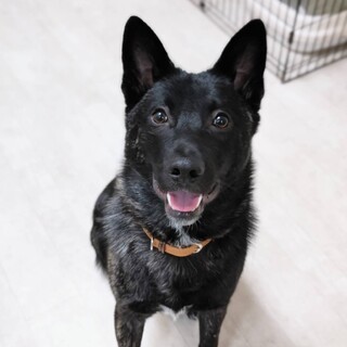 べったり甘えたイケメン｢ゆうあ｣♥️野犬にも家族を