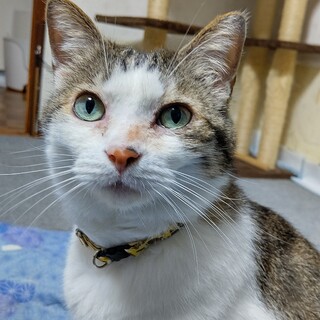 強面ですがいいコなんです❗️