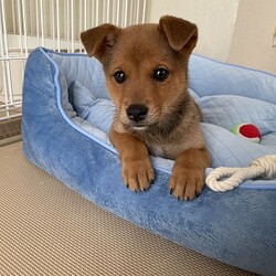 譲渡後のコロタン