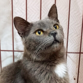 相談中！人懐っこいグレー系フク君