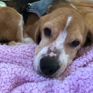 ビーグルの男の子　ダイ君