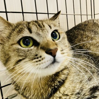 マヌルネコ似の優しいキジトラ女子♡