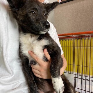 子犬らしさ満点☆ちょっとビビりなしんのすけ君！