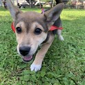 ビーグル風の可愛い仔犬女の子