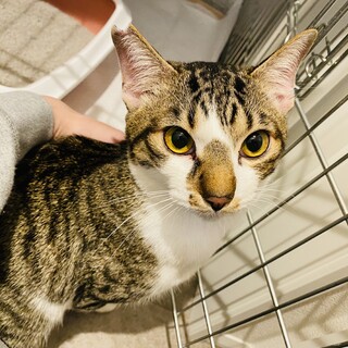 多頭飼育崩壊からきた人が大好きなキジト白くん!