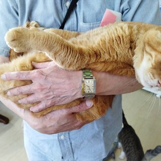 茶トラ｢ちゃー坊｣ SKU： 20s155