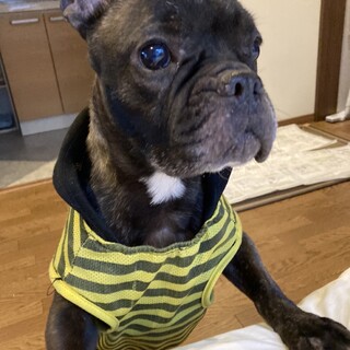 フレブル の女の子　ソラちゃん