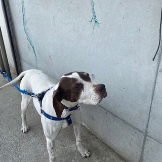 トライアル決定　甘えん坊のポインター女の子