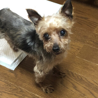 ヨーキー　女の子　よきちゃん