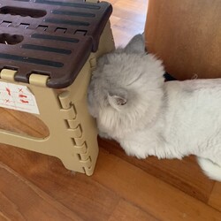 ぶぶ＆チャーリー
