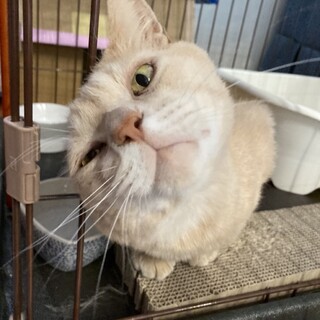 8歳クリーム色オス「ジャイ」