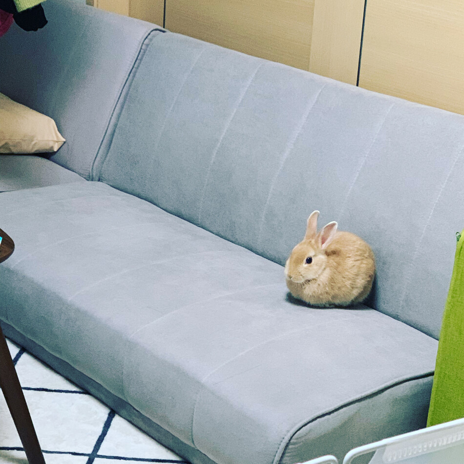 いとのカバー写真