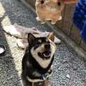 黒柴11ヶ月の こたろー 