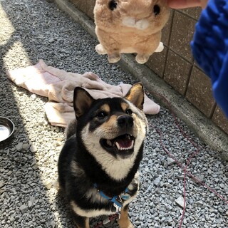 黒柴11ヶ月の こたろー 