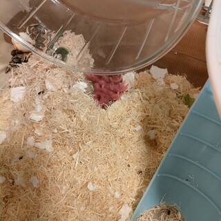 ハムスター6匹里親募集　6/1生まれ