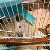 ハムスター6匹里親募集　6/1生まれ サムネイル3